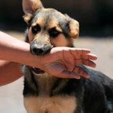 El Mejor Bufete Jurídico de Abogados en Español Especializados en Lesiones por Mordidas de Perro o Mascotas en West Covina California